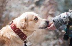 Are Dog Owners Liable for Bites 