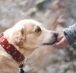 Are Dog Owners Liable for Bites 